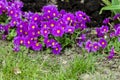 Violet with yellow middle Primrose in garden