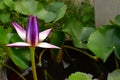 The Violet and Yellow Nelumbo Nucifera Lotus in the water pool