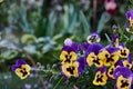 Violet yellow pansies on the background of garden greenery.