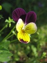 Violet and yellow pansy. Close-up