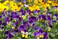 Violet and yellow violas Royalty Free Stock Photo