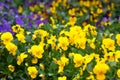 Violet and yellow violas Royalty Free Stock Photo