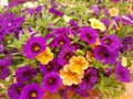 Violet Yellows Flowers Nature Photo Royalty Free Stock Photo