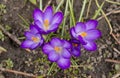 Purple fresh many croci flowers Royalty Free Stock Photo