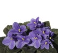 Violets Royalty Free Stock Photo