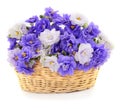 Violets beautiful flowers in basket, background Royalty Free Stock Photo