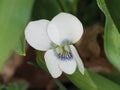 Flower violet white in the garden close - up. Royalty Free Stock Photo