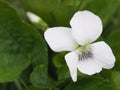 Flower White violet with a bud close-up.