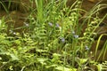 Violets, ferns, and sedges along the Sugar River.