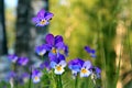 Violets in field