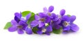 Violets flowers Royalty Free Stock Photo