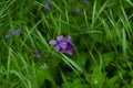 Violets flowers bloom in the spring forest Royalty Free Stock Photo