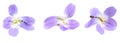 Violets flowers. Blue Viola Odorata isolated on white background. clipping path