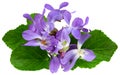 Violets flowers. Blue Viola Odorata isolated on white background. clipping path