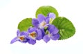 Violets flowers . Royalty Free Stock Photo