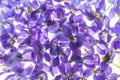 Violets flowers Royalty Free Stock Photo