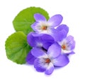 Violets flowers Royalty Free Stock Photo