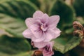 Violets flowers on white backgrounds Royalty Free Stock Photo