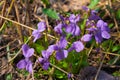 violets. fragrant wild purple flowers. Dense thickets of a low, but fragrant fragrant flower. Small spring flower completely