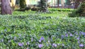 Violets in green grass in a spring park