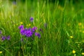 Violets among green lush grass