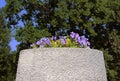 Violets grow in a large concrete container and green tree as background in the summer