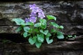 Violets growing in Wooden Wall Royalty Free Stock Photo