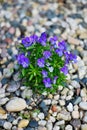 Violets in Pebbles