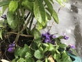 violets and plants under rain and