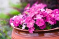 Violets in a pot Royalty Free Stock Photo