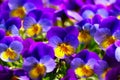 Violets In Spring Royalty Free Stock Photo