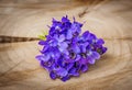 violets Royalty Free Stock Photo