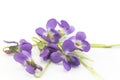 Violets, Viola Odorata Royalty Free Stock Photo