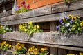 Violets in a wooden box on the red brick wall, flower decor Royalty Free Stock Photo