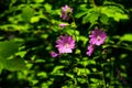 Violett blooming flower Geranium wallichianum