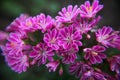 Violett cliff maids (also known as Lewisia cotyledon or Siskiyou lewisia) with white rim Royalty Free Stock Photo