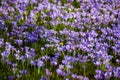 violett crocus field Royalty Free Stock Photo