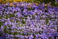 violett crocus field