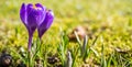 Violett crocus in the springtime Royalty Free Stock Photo