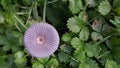 Violett mushroom on green