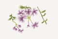 Violette flowers water colors illustration Royalty Free Stock Photo