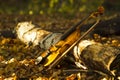Violin in autumn forest Royalty Free Stock Photo