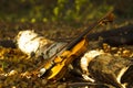 Violin in autumn forest Royalty Free Stock Photo