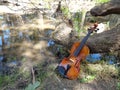 violin by creek on tree roots with shadows and lights Royalty Free Stock Photo