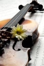 Violin,flower on music paper Royalty Free Stock Photo