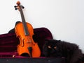 Violin in its case with a black persian cat Royalty Free Stock Photo