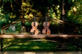 Violin music instrument of orchestra. Violins in the park on the bench Royalty Free Stock Photo