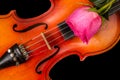 Violin and red rose on black background. Royalty Free Stock Photo