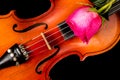 Violin and red rose on black background. Royalty Free Stock Photo