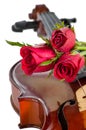 Violin and red roses Royalty Free Stock Photo